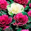 Generico Brassica oleracea ornamentale - 100 semi