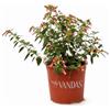 VANDAS Cuphea Ignea - Fiore del Sigaro | Arbusto Sempreverde Tropicale | Fioritura Rosso Arancio | Ideale per Aiuole | Made in Italy