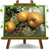 EURO PLANTS VIVAI Melo Golden Ruggine Pianta da Frutto Antico età 4 anni