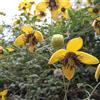 le Georgiche Vivai le Georgiche - Pianta vera di Clematis tangutica C. chrysantha, C. orientalis var. tangutica Clematide dorata - vaso Ø 15 cm - altezza alla vendita 40-60 cm