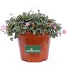 eGarden.store Pianta di Erodium Pianta di Erodio pianta da esterno pianta da fiore pianta decorativa di Erodium pianta vera di Erodium venduta da eGarden.store