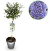 Plantenboetiek.nl Ceanothus thyrsiflorus Repens - Pianta da terrazzo - Sempreverde - Fiore viola - 80-90cm - Ø19cm - Pianta da giardino