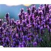 Generico Pianta vera lavanda Terre di Romagna