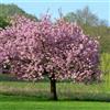 Vivaio di Castelletto Magnolia giapponese ad alberello Magnolia soulangeana Susan pianta in vaso ø33 cm h 170/200 cm Vivaio di Castelletto