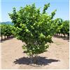 Vivaio di Castelletto Nocciolo Corylus avellana Tonda di Giffoni pianta di 2/3 anni in vaso ø 19 cm h. 120/150 cm Vivaio di Castelletto