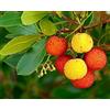 Vivaio Garden Forest Corbezzolo (Arbutus unedo) - Pianta Sempreverde in Vaso 18 cm, H 70 cm - Albero Tricolore Mediterraneo con Fiori Bianchi e Frutti Rossi