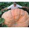 OiOiO Semi di Zucca Giganti, Semi di Zucca Big Max, Cimelio, Non GMO, 20 Semi da Giardinaggio di Ortaggi e Frutta, Semi Non-GMO Impollinati a Fioritura Libera