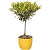 Bonplants Alberello di Ulivo Vero, Olea Europaea, Pianta Longeva e Simbolica, Vaso 17 cm, h 60 cm (Vaso Giallo)