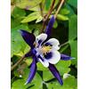 SVI Columbine alto doppia miscela 100 semi Aquilegia vulgarisGardening CombSH A76
