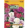 Sementi Dotto Semi di Garofano Cinese Doppio in Mix - h cm 35