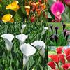 Generic Veri bulbi di giglio di calla/ (non di semi di giglio di calla) Lampadine di colore misto-20Bulbi
