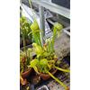 Generic Portal Cool Darlingtonia Californica 30 Fresh Seed 2018 Uk Venditore
