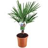 Vivaio di Castelletto Palma cinese di Chusan Trachycarpus fortunei pianta in vaso ø19 cm FOTO REALE Vivaio di Castelletto