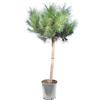 Vivaio di Castelletto Pino da pinoli domestico Pinus pinea pianta in vaso ø19 cm h. 150/200 cm Vivaio di Castelletto