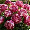 CUIKWA Peonia profumata/Per abbellire il giardino/Facile da coltivare e fiorisce nello stesso anno-1 PCS-F