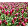 SVI Trifoglio incarnato Trifolium incarnatum - 10.000 Semi Bulk