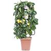vannucci piante Citrus limonum, Limone, Agrumi, Spalliera, Pianta vera, Pianta da terrazzo, Albero da frutto, Mediterranea