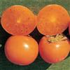 Generico KAKO KAKI -LYCOPERSICON Pianta da Frutto Frutta Altezza 150 cm