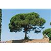 Generic 10 Semi di Pino Domestico (Pinus Pinea)