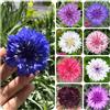 Generic semi di fiordaliso selvatico - giardino decorazione del balcone biologici resistenti 800pcs