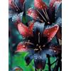 VJIDOSO Lilium tuberi mix di cipolle, cipolle perenni, resistenti all'inverno, decorativi, grazia, gigli in vaso, gigli a cipolle resistenti all'inverno, eccellente decorazione. -2 cipolle-G