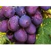 Generico UVA DA TAVOLA VIOLA CENERENTOLA FRUTTO GROSSO,RESISTENTE, GRANO CROCCANTE, PRECOCE,VASO 2 LITRI 20-30 CM