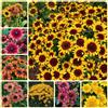 Generic Semi di echinacea, Rudbeckia laciniata, regali sostenibili semi di campo perenni esotiche autunnali resistenti 150pcs
