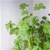 Generic geranio limone semi di Pelargonium graveolens selvatico giardino cucina giardino semi balcone parterre cucina primavera autunno resistenti 100pcs