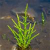 Generic Semi di asparagi di mare - da balcone resistenti Salicornia europea - rustiche per balconi aromatiche rare semi di cucina dell'orto 50pcs
