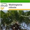 SAFLAX - Palma messicana - 12 semi - Con substrato - Washingtonia robusta