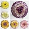 Generic 12 pz bulbi di ranuncolo resistenti, ranunculus, fiori resistenti e amichevoli per le lampadina di ranuncolo regalo di fiori, aiuole rialzate per giardino piante tappezzanti piante