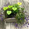 Sun Catcher Garden Decor Sun Catcher Ornamenti da Giardino Incandescente Cuori 5 Pali da Giardino Decorativi 25cm Alto Accessorio all'Aperto Regalo per Giardinieri, Colore: giallo fluorescente