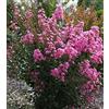 Vivaio di Castelletto 3 piante di Lagerstroemia indica rosa Rosea a cespuglio in vaso ø17 cm Vivaio di Castelletto