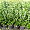Azienda Agricola Tempesti Stefania Feijoa sellowana, 24 piante con altezza 40/60 cm, vaso Ø16 cm
