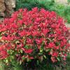 Generic Semi Photinia red robin - da seminare autunno, decorativi sul balcone Decorazione giardino 500pz