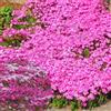 Generic 1000 Pezzi Timo Invernale Perenne, Molti Colori, Facile da Mantenere, Aromatico Copriterreno per Giardino e Balcone (B,2 bags)