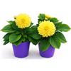 POWERS TO FLOWERS - DALIA A FIORE GIALLO, 2 PIANTE, VASO 12 CM DIAMETRO, pianta vera