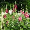 Generic Villino Malvone MixAlcea rosea 25 semi