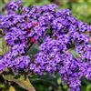 Generic semi di vaniglia, serre da balcone Eliotropio arborescens, semi di semi biologici rare giardino di regali per gli amanti del giardino vecchie varietà 30pcs