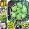 Generic semi di chayote, chayote da giardino, esotiche da appartamento chayote, invernali 10pcs
