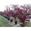 Vivaio di Castelletto Acero rosso giapponese Acero palmatum Fireglow FG1 pianta in mastello ø40 cm H 150/200 cm Vivaio di Castelletto
