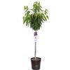 Vannucci Piante - Prunus avium - cerasus (Ciliegio), Pianta vera in vaso, Pianta da esterno