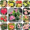Generic semi spina di Cristo, resistente, biologici balcone giardino 300pcs
