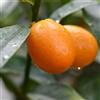 le Georgiche Vivai le Georgiche - Pianta vera di Kumquat - vaso Ø 15 cm