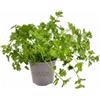 VANDAS Prezzemolo Comune - Pianta Aromatica Mediterranea | Foglie Fresche per Cucina | Vaso 12.5cm | Facile da Coltivare | Made in Italy (1)