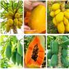 Generic papaya di giardino di rocce nano resistenti semi Letti elevati per giardino interno esotici 120pcs