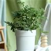 Generic Semi di geranio limone,semi di geranio profumato,giardino di,resistenti all'esterno coltivazione di semi 60pcs