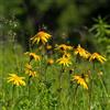 Generic Semi di arnica, arnica montana, semi rari 500pcs