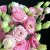 Generic semi di lisianthus, perenni resistenti, giardino balcone 600pcs
