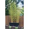 Vivaio di Castelletto Phyllostachys bissetii - bamboo sempreverde rustico - ideale per siepi e schermature naturali pianta in vaso ø18 cm h.200 cm circa Vivaio di Castelletto
